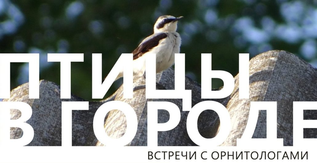 Птицы петергофа фото. Как разговаривают птички. Лекция птицы. Лекция птицы. Зачем нам нужны птицы.