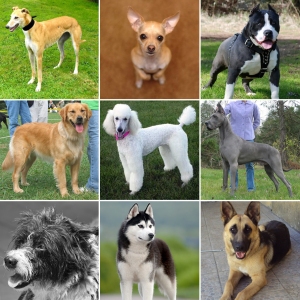 Породы собак для новичков: как выбрать первого лучшего питомца