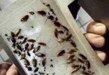 Как вывести тараканов из квартиры навсегда?