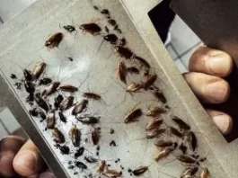 Как вывести тараканов из квартиры навсегда?