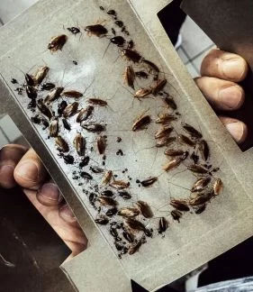 Как вывести тараканов из квартиры навсегда?