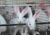 Современное состояние промышленного кролиководства