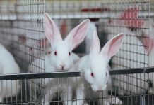 Современное состояние промышленного кролиководства