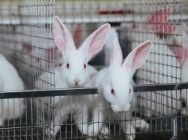 Современное состояние промышленного кролиководства