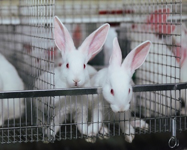 Современное состояние промышленного кролиководства