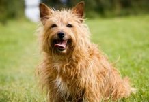 Породы собак с крепким здоровьем