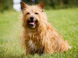 Породы собак с крепким здоровьем