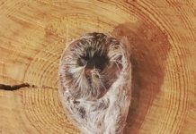 Лечебные свойства струи кабарги