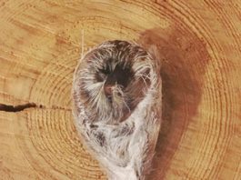 Лечебные свойства струи кабарги