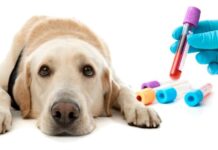 Лабораторные анализы у животных: что нужно знать?