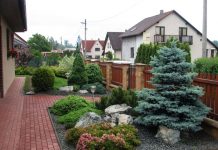 Какую породу ели посадить на участке?