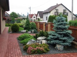 Какую породу ели посадить на участке?