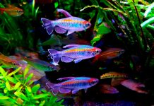 Содержание и уход рыбки Конго в аквариуме