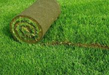 Как ухаживать за газоном весной