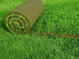 Как ухаживать за газоном весной