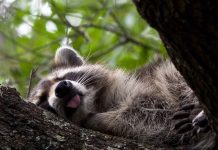 Сон енота в дикой природе