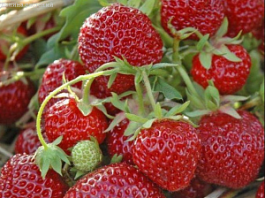 Выращивание клубники: лучшие способы