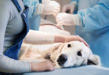 Хирургия животных: виды операционных вмешательств