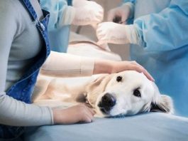 Хирургия животных: виды операционных вмешательств