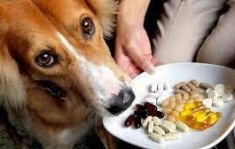 Рекомендации по выбору витаминов для собак