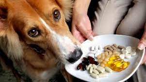 Рекомендации по выбору витаминов для собак