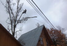 Чем занимается арборист?