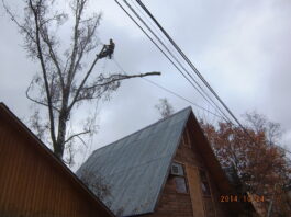 Чем занимается арборист?