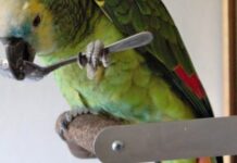 Уход за попугаем: правила здоровья и долголетия