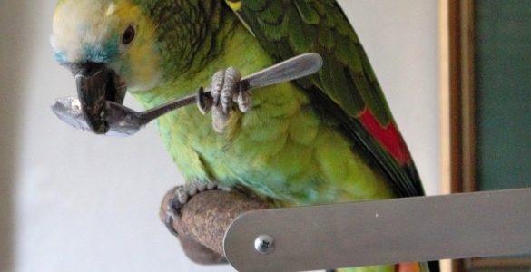 Уход за попугаем: правила здоровья и долголетия