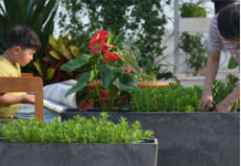 Особенности выбора кашпо