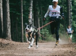 Причины развития паралича у собак