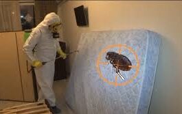 Дезинфекция от блох: эффективный способ избавления