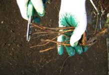 Как посадить саженцы розы: подготовка и посадка