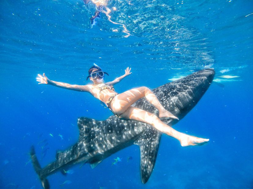Особенности экскурсий с китовыми акулами в Филипинах