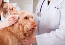 Какие услуги оказывает ветеринарная клиника «Вет-Мир»