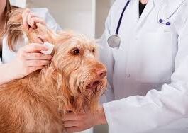 Какие услуги оказывает ветеринарная клиника «Вет-Мир»