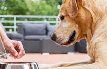 Почему стоит давать собакам сухой корм?