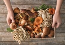 Грибная аптека: польза, применение и безопасные способы сбора лекарственных грибов