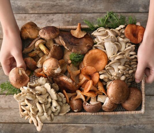 Грибная аптека: польза, применение и безопасные способы сбора лекарственных грибов