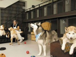 Гостиница для животных: забота о братьях наших меньших во время отсутствия