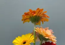 Сколько стоит букет из гербер: анализ цен в разных магазинах