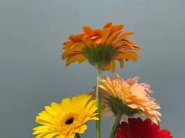 Сколько стоит букет из гербер: анализ цен в разных магазинах