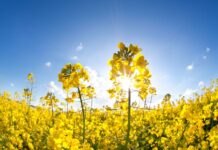 Как правильно выращивать озимый рапс