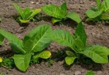 Курительный табак: какие семена выбрать и как их выращивать