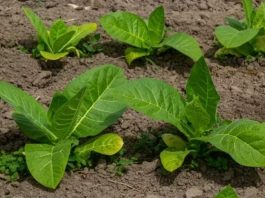 Курительный табак: какие семена выбрать и как их выращивать