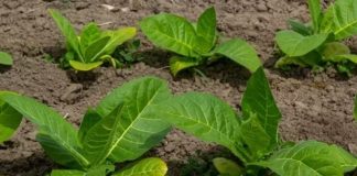 Курительный табак: какие семена выбрать и как их выращивать