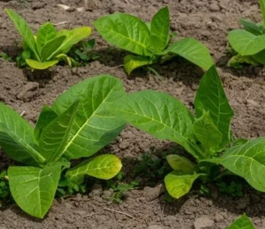 Курительный табак: какие семена выбрать и как их выращивать