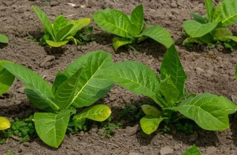 Курительный табак: какие семена выбрать и как их выращивать